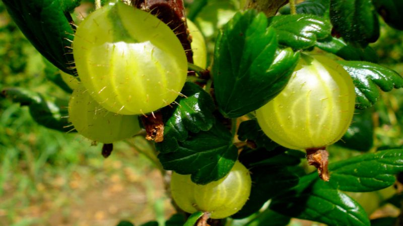 Die süßeste und größte Stachelbeere: Beschreibung der Sorten