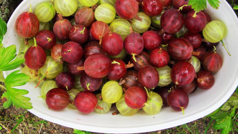 Medizinische Eigenschaften und Kontraindikationen von Stachelbeeren und Blättern