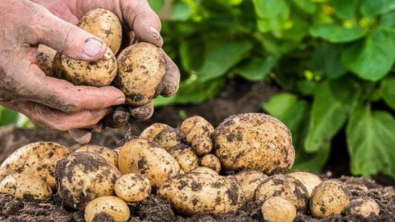 Ist es möglich, weiche Kartoffeln zu essen und warum verdorrt es im Boden?