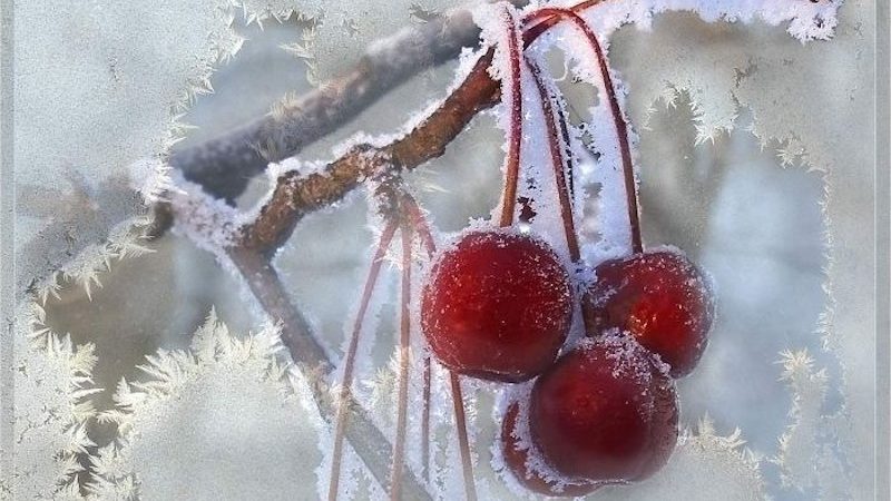 Bewertung der besten winterharten Süßkirschsorten und Kriterien für ihre Auswahl