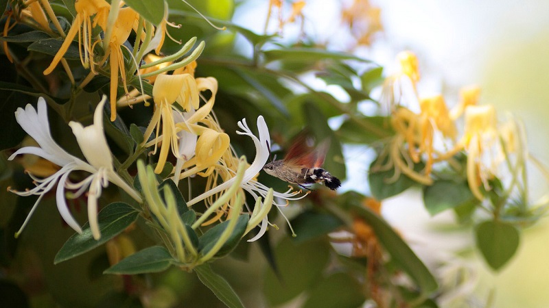 Merkmale und Regeln für den Anbau von japanischem Geißblatt (Sorten Aureoreticulata, Haliana, Purpurea, Variegated)