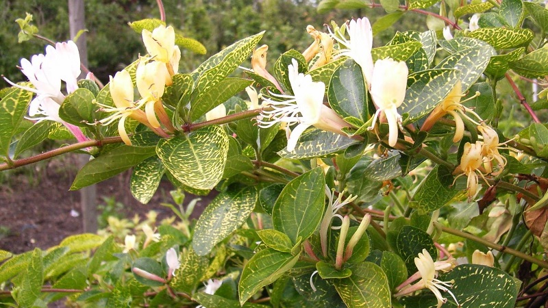 Merkmale und Regeln für den Anbau von japanischem Geißblatt (Sorten Aureoreticulata, Haliana, Purpurea, Variegated)