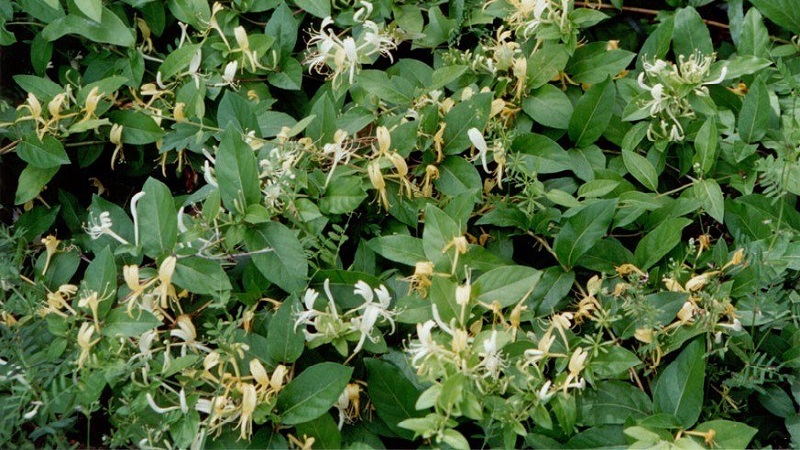 Merkmale und Regeln für den Anbau von japanischem Geißblatt (Sorten Aureoreticulata, Haliana, Purpurea, Variegated)