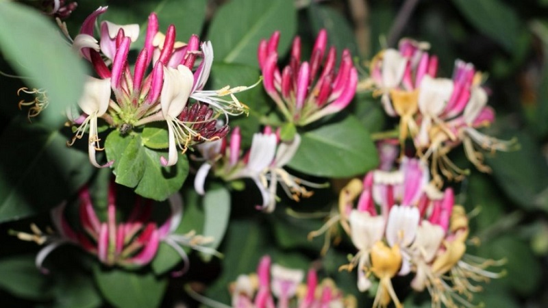 Merkmale und Regeln für den Anbau von japanischem Geißblatt (Sorten Aureoreticulata, Haliana, Purpurea, Variegated)