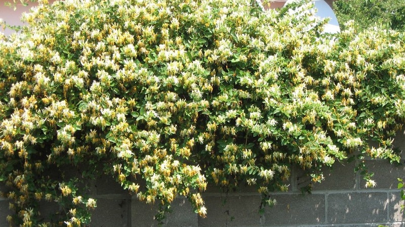 Merkmale und Regeln für den Anbau von japanischem Geißblatt (Sorten Aureoreticulata, Haliana, Purpurea, Variegated)