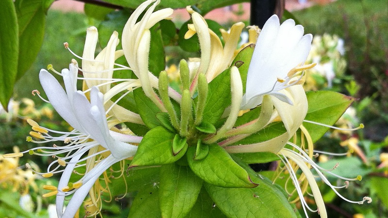 Merkmale und Regeln für den Anbau von japanischem Geißblatt (Sorten Aureoreticulata, Haliana, Purpurea, Variegated)