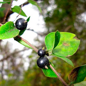 Merkmale und Regeln für den Anbau von japanischem Geißblatt (Sorten Aureoreticulata, Haliana, Purpurea, Variegated)