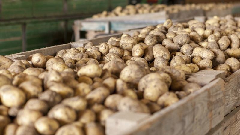 Merkmale der ordnungsgemäßen Lagerung von Kartoffeln: von A bis Z.