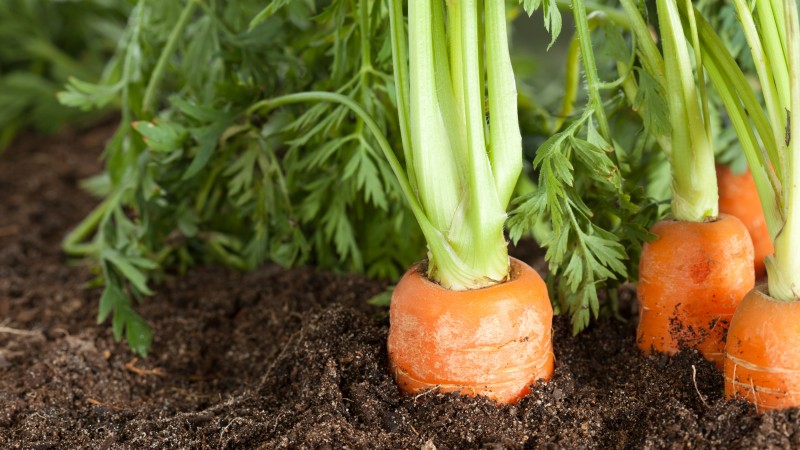 Merkmale der Karottensorte Rote Riesen: Beschreibung, Agrartechnologie, Bewertungen