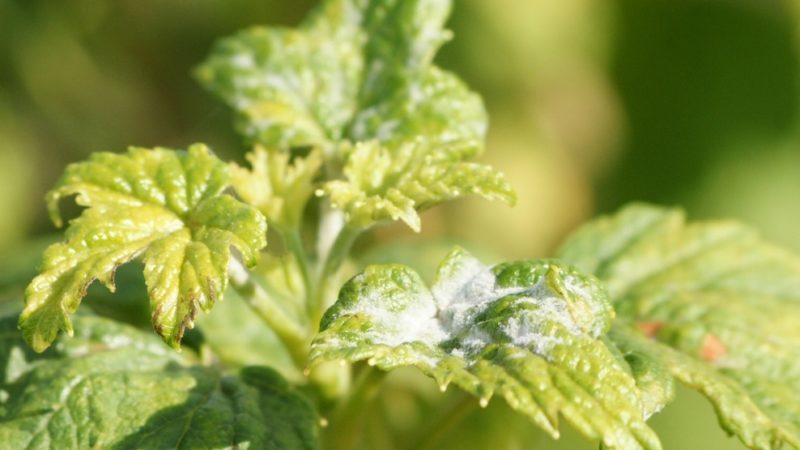 Die wirksamsten Volksheilmittel gegen Mehltau bei Johannisbeeren