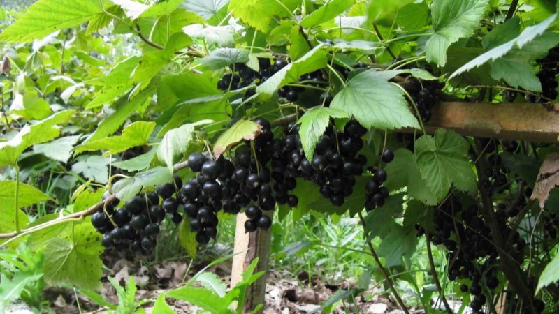 Die wirksamsten Volksheilmittel gegen Mehltau bei Johannisbeeren