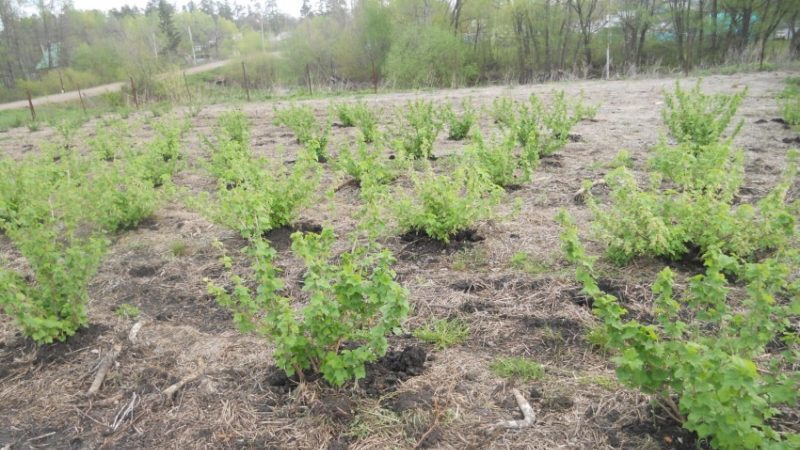 Die wirksamsten Volksheilmittel gegen Mehltau bei Johannisbeeren