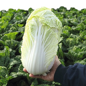 Pekinger Kohl: Beschreibung, Foto, Hauptmerkmale von Sorten und Hybriden