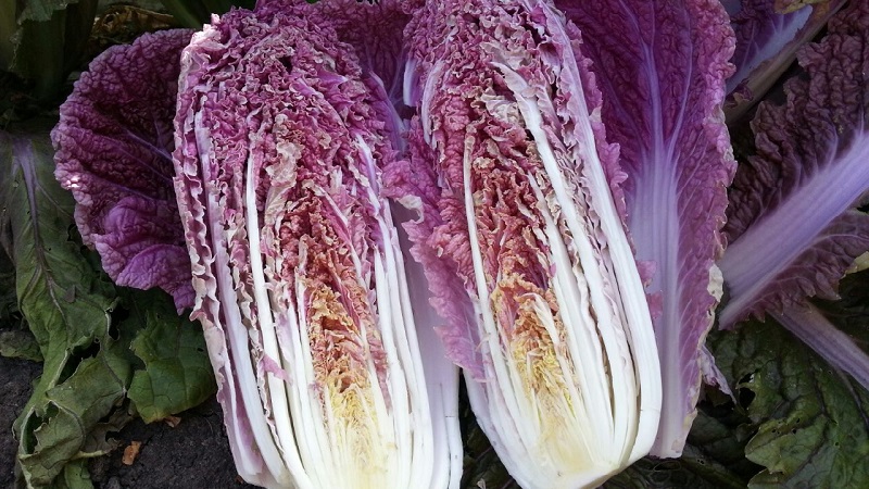 Pekinger Kohl: Beschreibung, Foto, Hauptmerkmale von Sorten und Hybriden