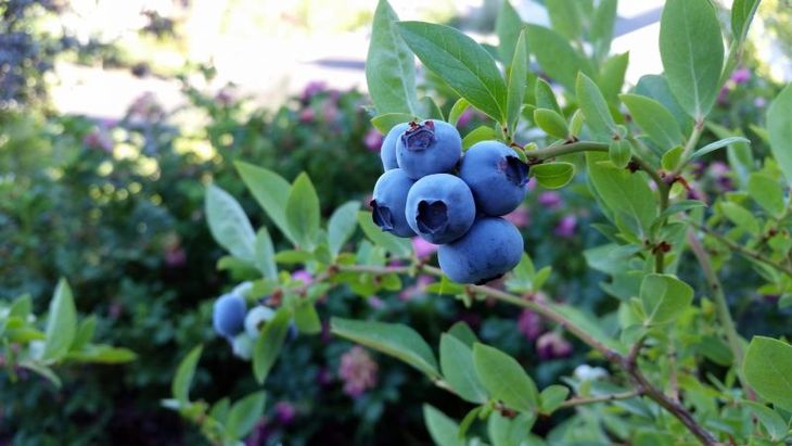 Was ist der Unterschied zwischen Blaubeere und Geißblatt - wie man sie unterscheidet