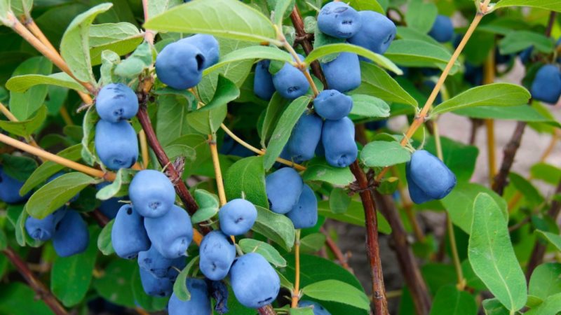 Was ist der Unterschied zwischen Blaubeere und Geißblatt - wie man sie unterscheidet