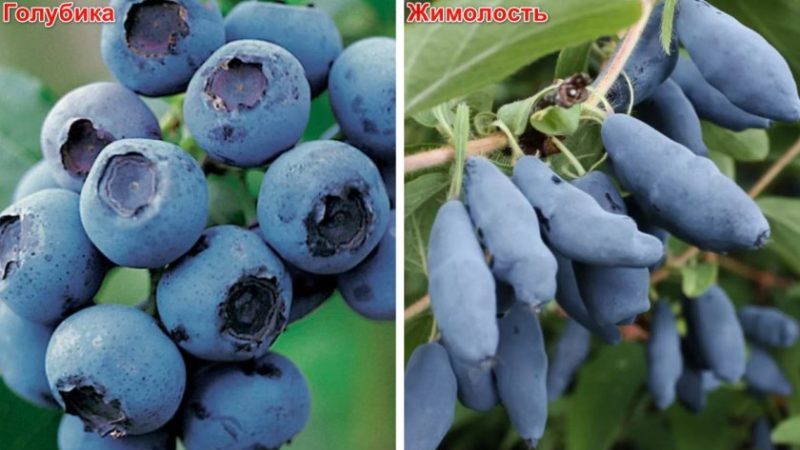 Was ist der Unterschied zwischen Blaubeere und Geißblatt - wie man sie unterscheidet