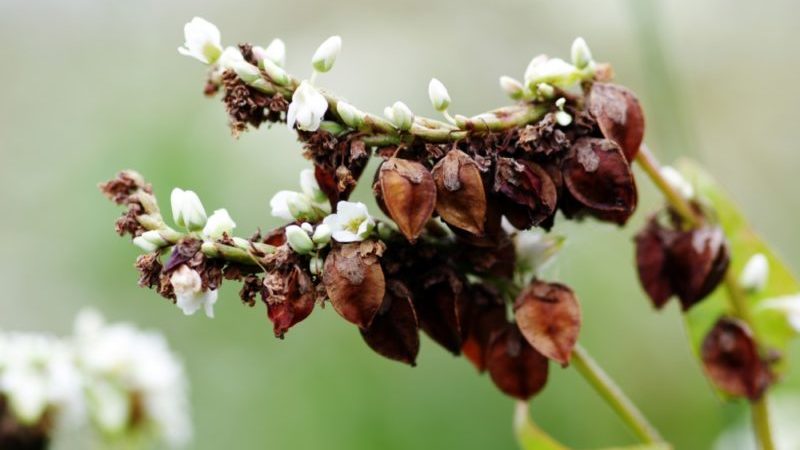 Buchweizensorten, ihre Beschreibung und Eigenschaften