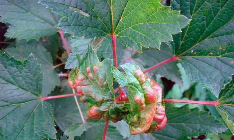 Die wichtigsten Schritte zur Pflege von Stachelbeeren im Frühjahr nach dem Winter für eine gute Ernte