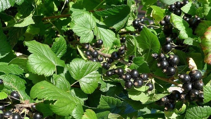 Schwarze Johannisbeere Ein gewöhnliches Wunder: Merkmale, Regeln für das Pflanzen, die Pflege und die Fortpflanzung