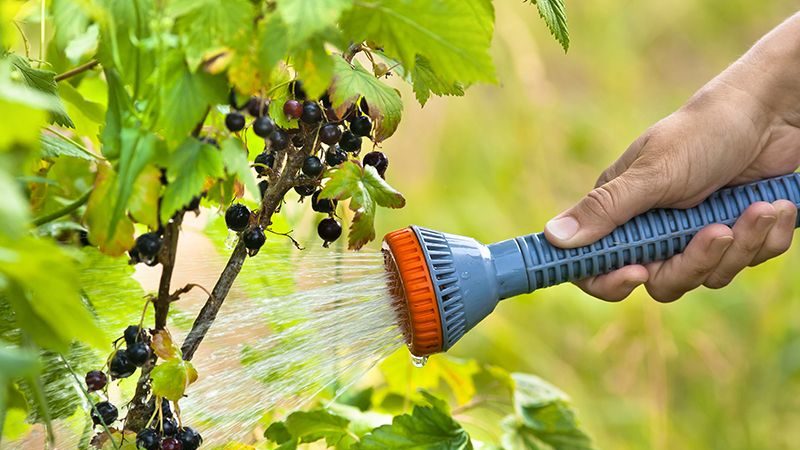 Schwarze Johannisbeere Ein gewöhnliches Wunder: Merkmale, Regeln für das Pflanzen, die Pflege und die Fortpflanzung