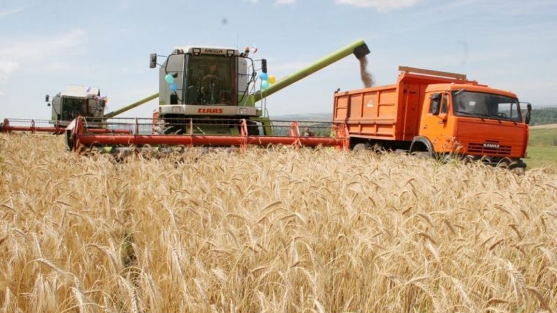 Wie und wann Weizen geerntet wird: Zeitpunkt, Methoden und weitere Lagerung