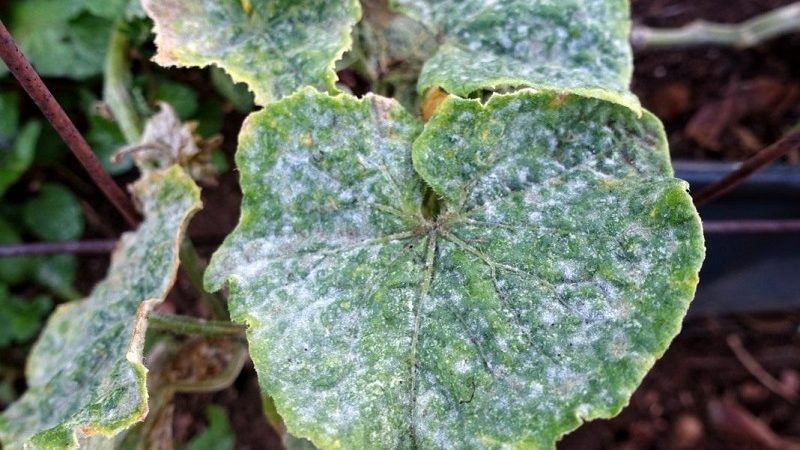 Jod und leuchtend grünes Rauschen zur Rettung: die Geheimnisse der Verarbeitung von Gurken für eine bessere Ernte