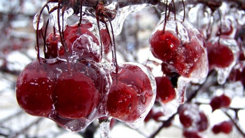 Bewertung der besten winterharten Süßkirschsorten und Kriterien für ihre Auswahl