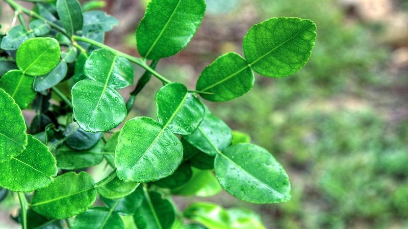 Warum sind Kaffernlimettenblätter nützlich und wie werden sie beim Kochen und bei der Aromatherapie verwendet?