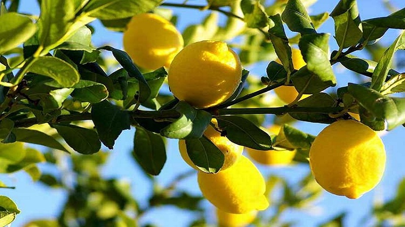 Alles über Zitrone - ist es ein Gemüse, eine Beere oder Obst