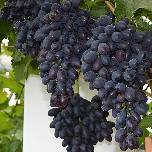 Eine frühe moldauische Rebsorte Codreanca mit großen, leckeren Beeren