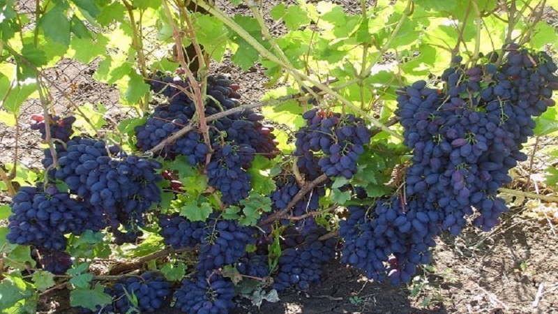 Eine frühe moldauische Rebsorte Codreanca mit großen, leckeren Beeren