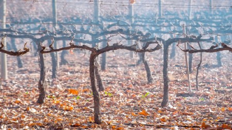 Berühmte kalorienarme Tempranillo-Traube