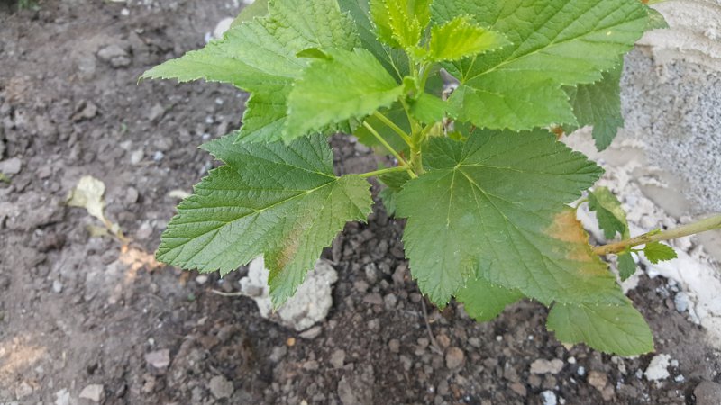 Krankheiten und Schädlinge von Johannisbeeren, Möglichkeiten zu ihrer Bekämpfung, vorbeugende Maßnahmen