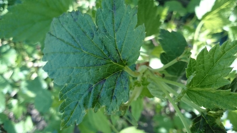 Krankheiten und Schädlinge von Johannisbeeren, Möglichkeiten zu ihrer Bekämpfung, vorbeugende Maßnahmen