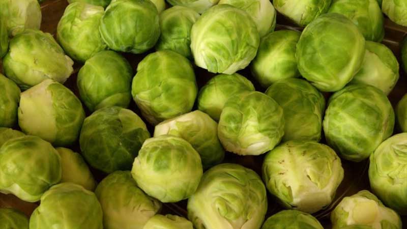 Rosenkohl: Beschreibung mit Foto- und Anbautechnik