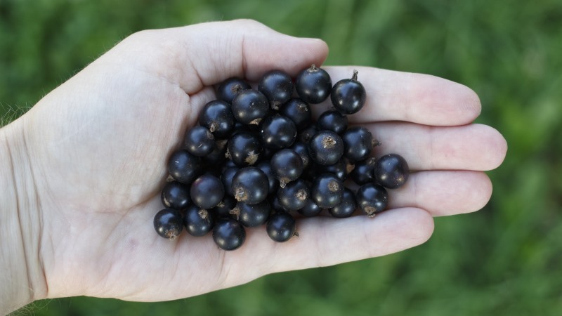 Schwarze Johannisbeere zur Gewichtsreduktion