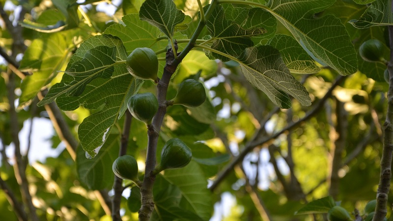 Was ist eine Feige und was ist bemerkenswert an einem Feigenbaum?