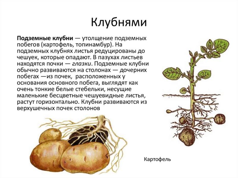 Was ist eine Kartoffelknolle: botanische Beschreibung, Entwicklung und Anwendung