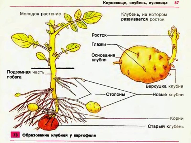 Was ist eine Kartoffelknolle: botanische Beschreibung, Entwicklung und Anwendung