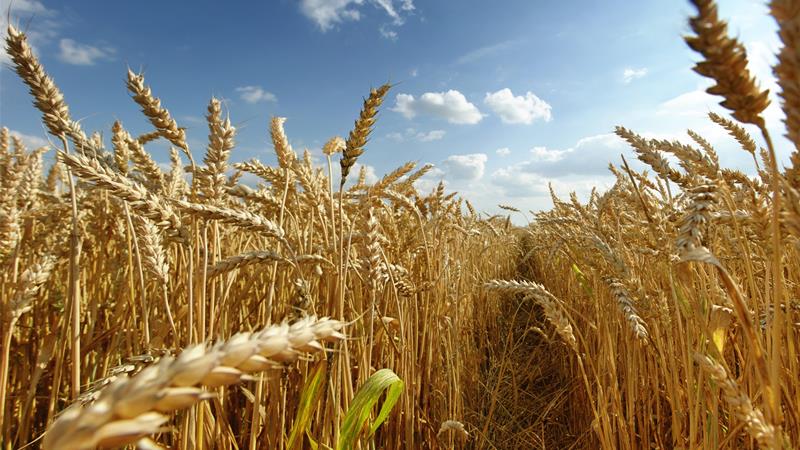 Was ist Weizen, zu welcher Familie gehört er - vollständige Beschreibung