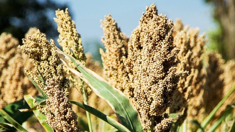 Was ist Sorghum und wie wird es in verschiedenen Lebensbereichen eingesetzt?