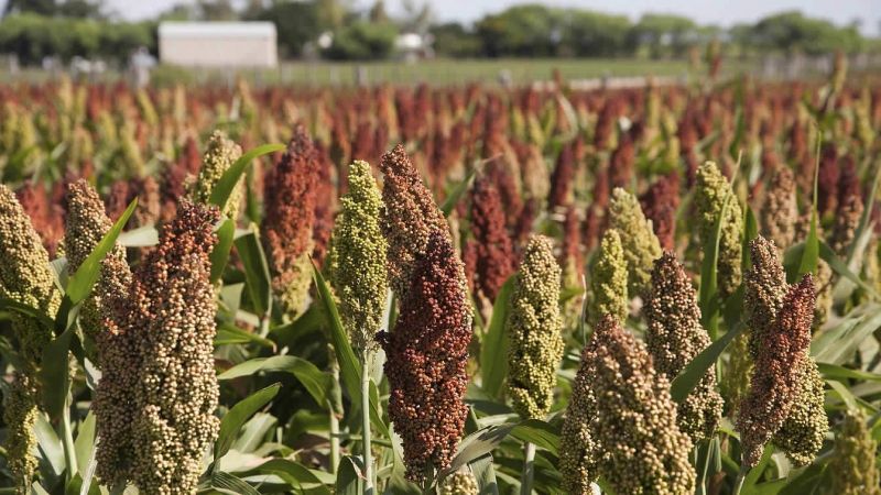 Was ist Sorghum und wie wird es in verschiedenen Lebensbereichen eingesetzt?