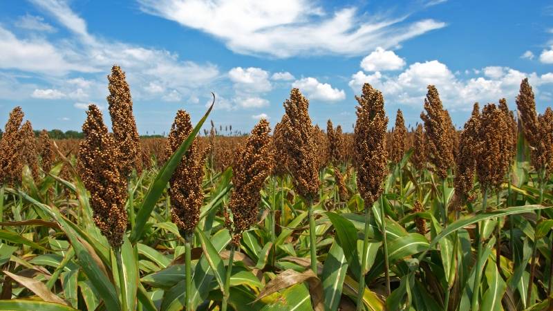 Was ist Getreidesorghum, Merkmale seiner Verwendung und seines Anbaus