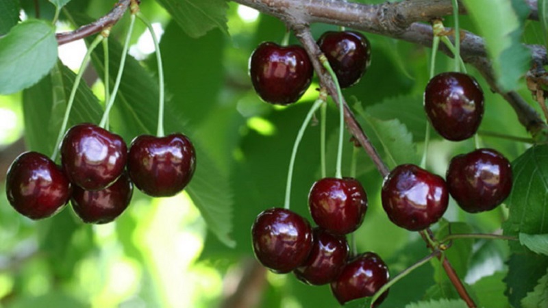 Eigenschaften und Beschreibung der Kirschen Ovstuzhenka mit großen Beeren und ausgezeichnetem Geschmack