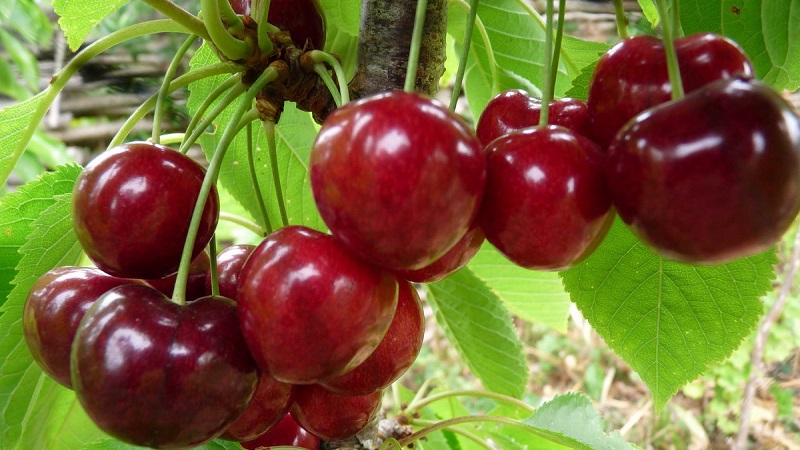 Eigenschaften und Beschreibung der Kirschen Ovstuzhenka mit großen Beeren und ausgezeichnetem Geschmack