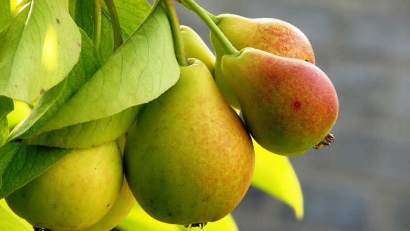 Die chemische Zusammensetzung der Birne, der Kaloriengehalt und ihre Vorteile und Gesundheitsschäden