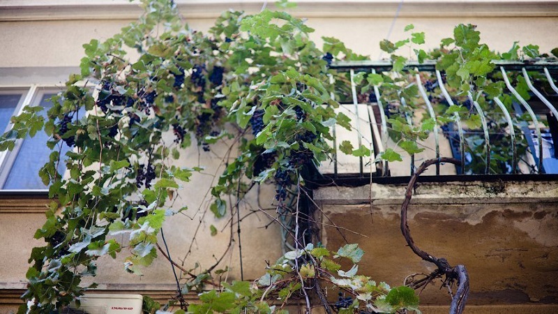 Wie man Trauben auf dem Balkon pflanzt und anbaut