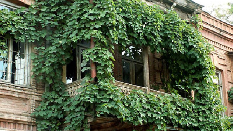 Wie man Trauben auf dem Balkon pflanzt und anbaut