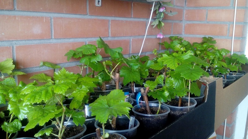 Wie man Trauben auf dem Balkon pflanzt und anbaut